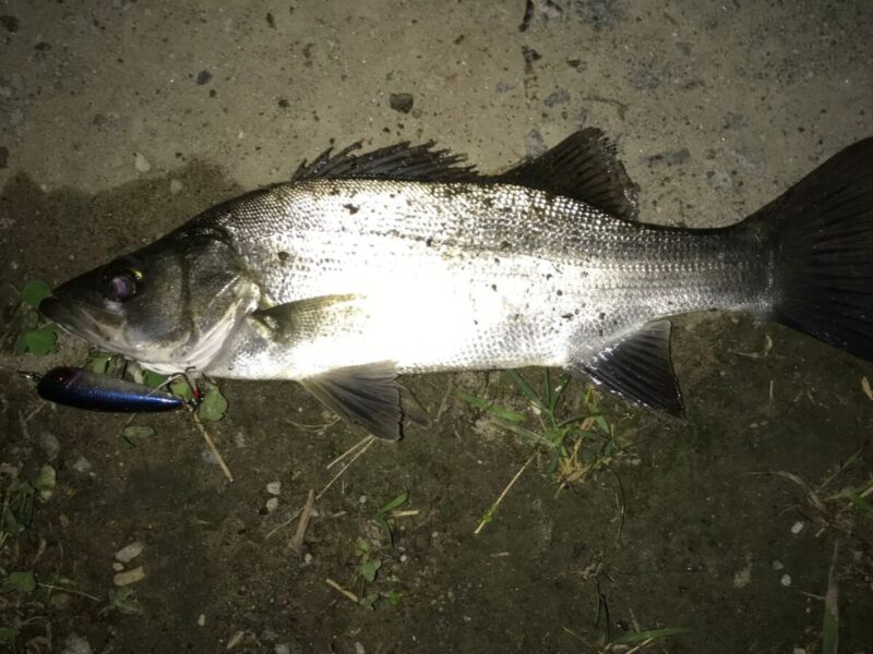 ナカシン初となる釣果